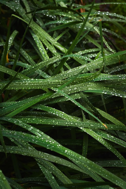 Druppels water op de groene stengels van vers gras