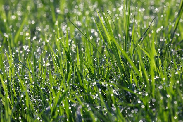 Druppels water op de top van groen gras.