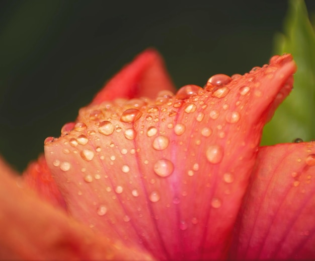 Foto druppels water op een bloemblad