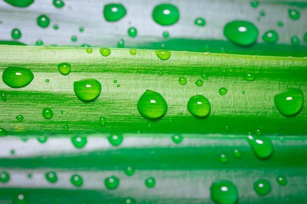 Druppels water op groene bladeren