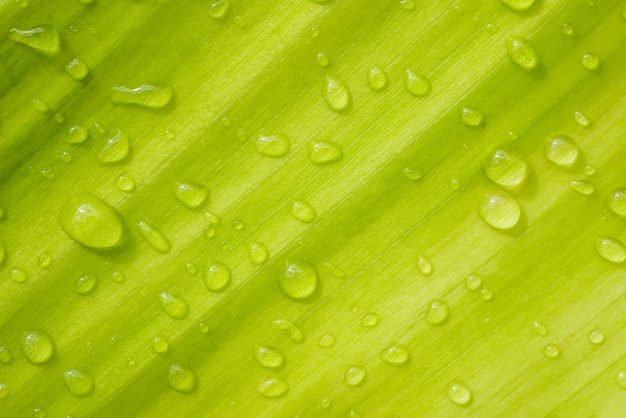 Druppels water op groene bladeren