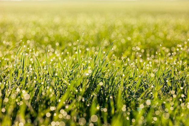 Druppels water op het groene gras