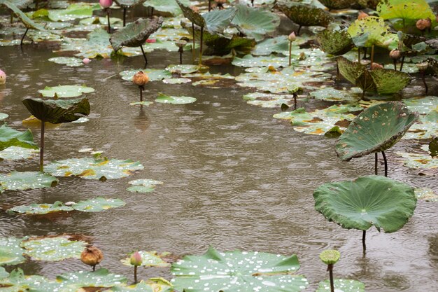 Foto druppels water op lotusblad. ecologie concept.