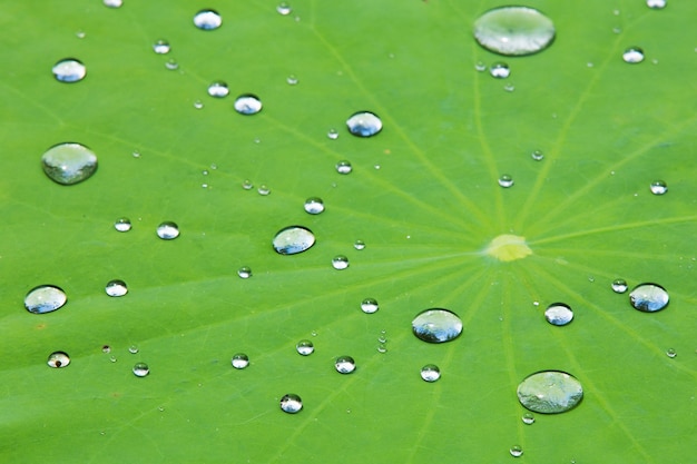 Druppels water op lotusblad