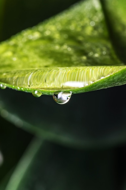 Druppels zuiver water op een groene blad close-up macro fotografie plantaardige achtergrond