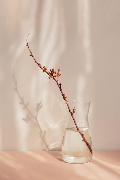 Dry apple branch with buds in a vase