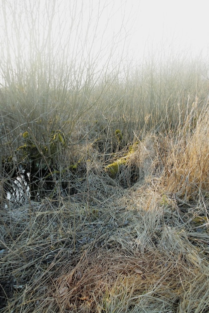 Dry arid grass on a swamp in an empty grassland in denmark on a\
misty day with fog nature landscape and background of uncultivated\
land with brown reeds thorn bushes and shrubs overgrown on a\
field