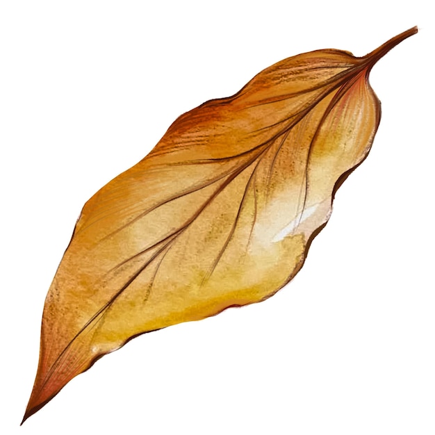 dry ash leaf watercolor illustration