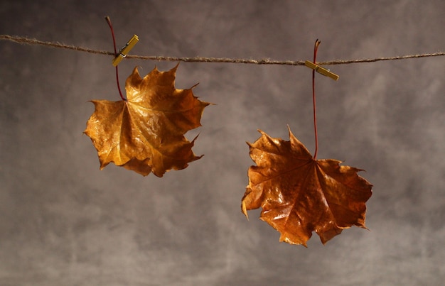 Dry autumn brown maple leaf on a rope on a gray background