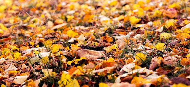 Dry autumn fallen leaves in the forest on the ground