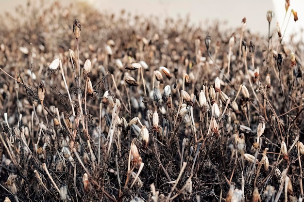 Dry autumn flowers in the garden close up