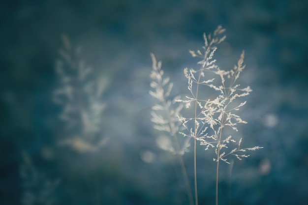 Dry autumn grass in a forest Macro image Autumn nature background