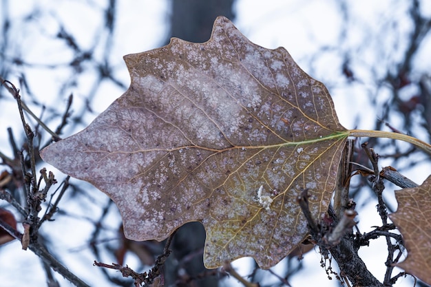 A dry autumn leaf among the branches in winter.