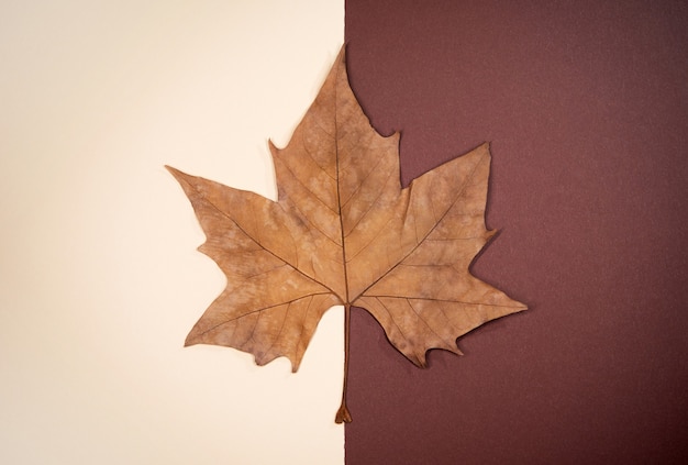 Dry autumn leaf on brown tones