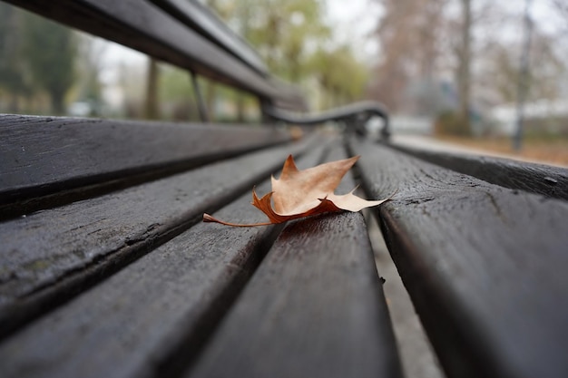 Dry autumn leaf on the wooden lonely bench in the autumn park