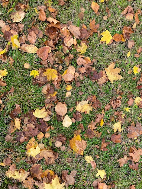 乾燥した紅葉の背景、完璧なエコ コンセプトの背景、秋