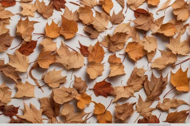 Dry autumn leaves clipping path dry autumn leaves isolated