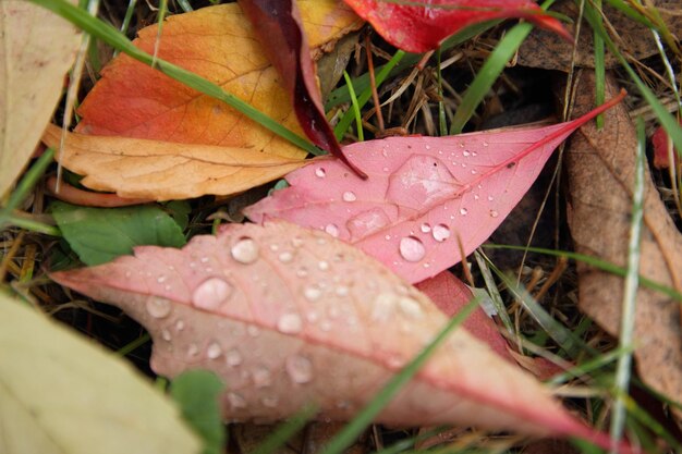 Dry autumn leaves covered with raindrops on the ground Closeup shot of fallen colourful autumn leaf