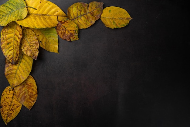 Dry autumn leaves flat lay on black background with copy space