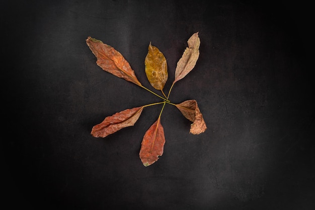 Dry autumn leaves flat lay on black background with copy space