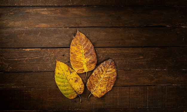 Dry autumn leaves flat lay on dark wooden background with copy space