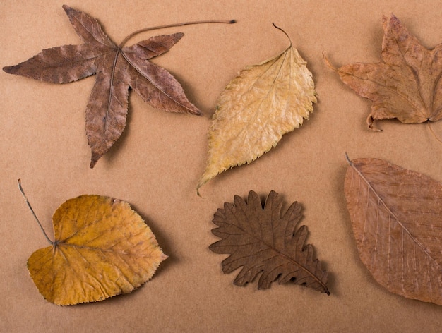 Dry Autumn leaves placed on a paper texture background