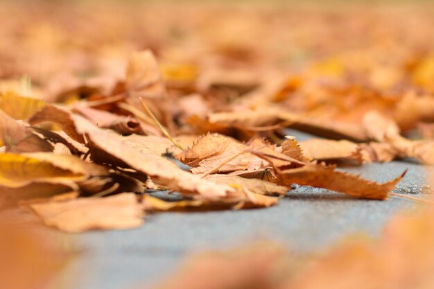 Dry autumn leaves on the road in the park, blurred foreground, selective focus