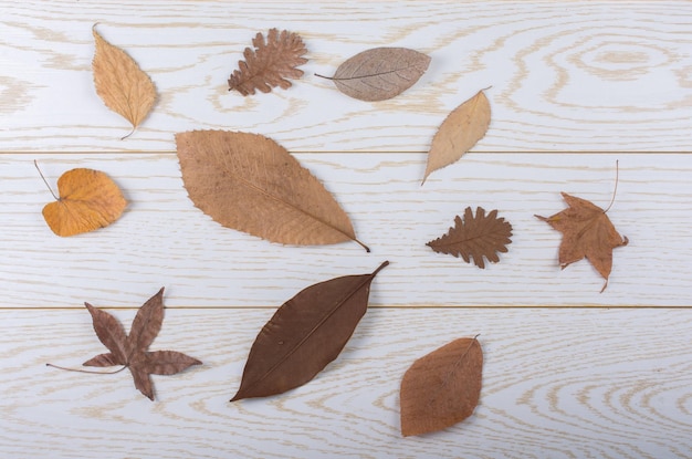 Сухие осенние листья на текстуре деревянной панели