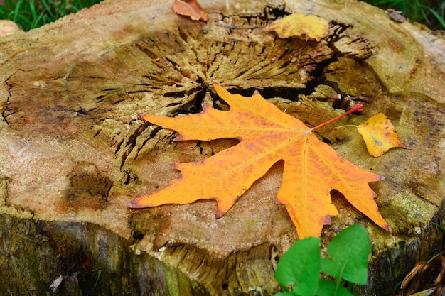 Dry autumn leaves