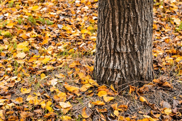 Dry autumn leaves