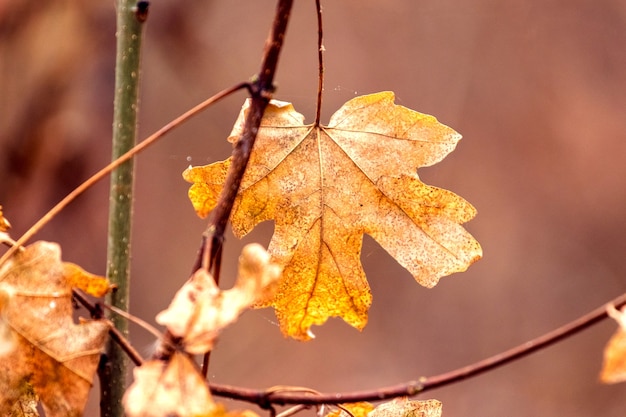 森の枝に乾燥した秋のカエデの葉