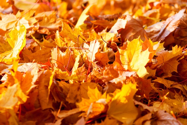 Asciughi le foglie di acero di autunno sulla terra