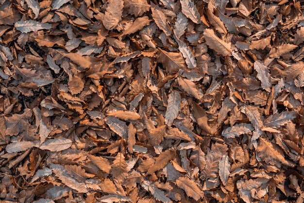 Dry autumn oak leaves background