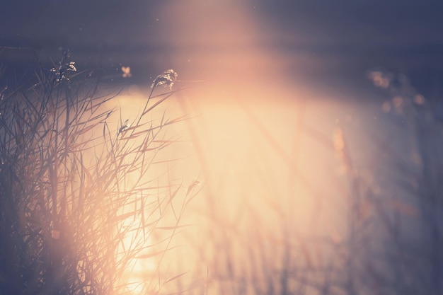 Dry autumn reeds on the shore of lake at sunset Autumn landscape