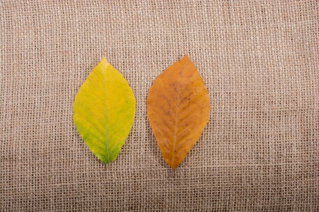 dry Autumn season leaves on linen canvas