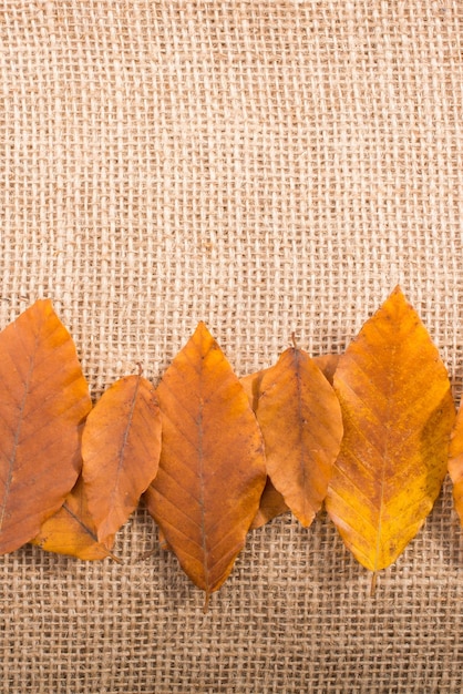 Dry Autumn time leaves in view