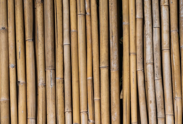 Dry bamboo fence texture or background Eco natural background concept