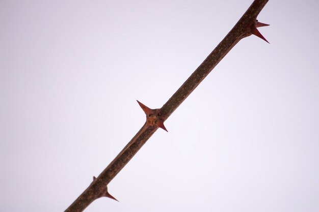 Dry bare tree branch with sharp thorns on snow background.