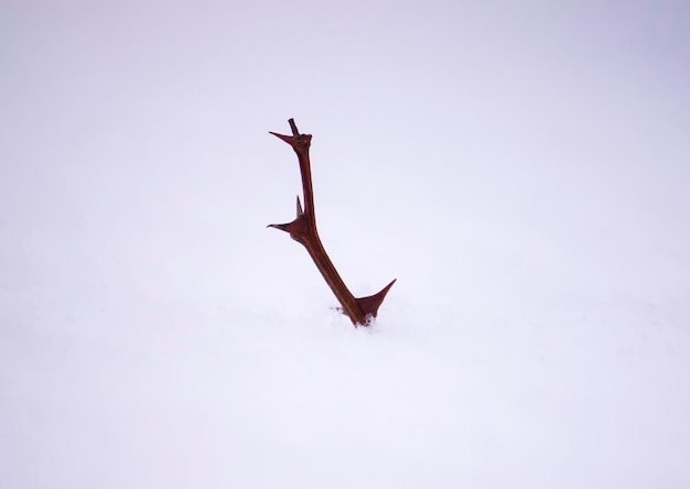 雪の背景に鋭いとげのある乾燥した裸の木の枝