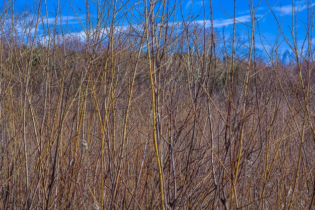 Dry bare trees and twigs against blue sky.