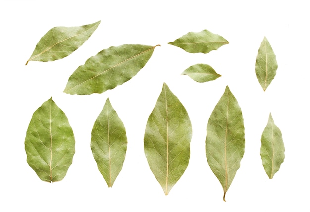 Dry bay leaves isolated on white