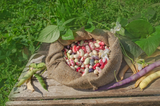 Dry beans in burlap sack