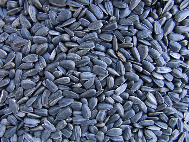 Photo the dry beautiful sunflower seeds for background