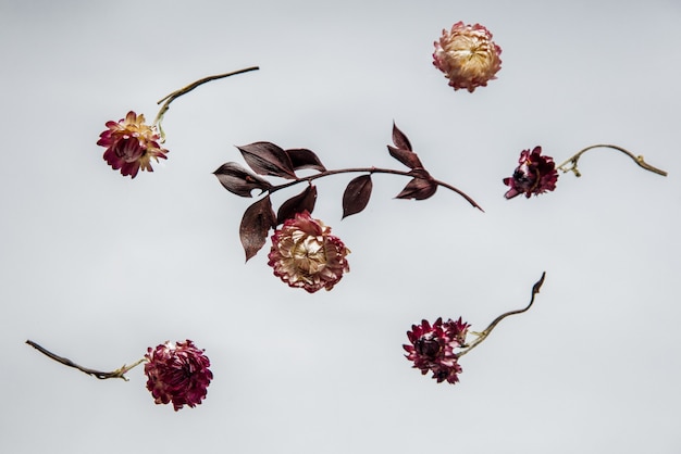 Dry Bellis herb with flowers on grey background isolated. Without shadows