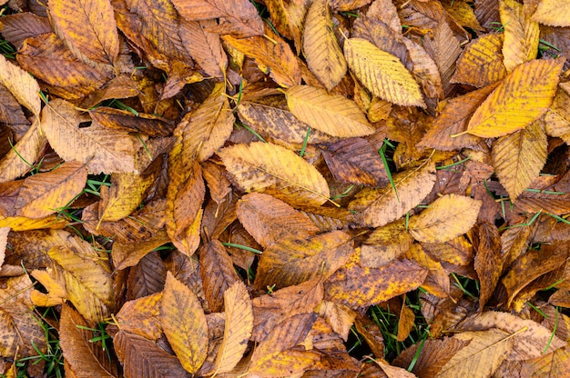 Dry birch leaves on the ground. Autumn background, fall texture. Autumn time