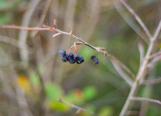 Dry black berries on a branch in the forest