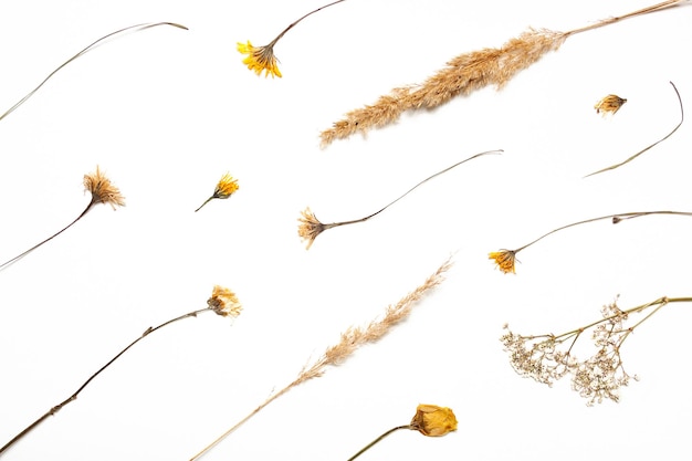 Dry blades of grass spikelets and flowers autumn herbarium flat dried