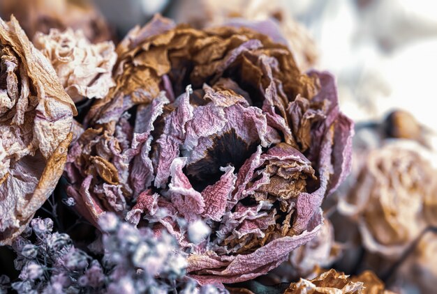 Dry bouquet of flowers close up