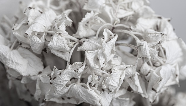 Photo dry bouquet of flowers close up