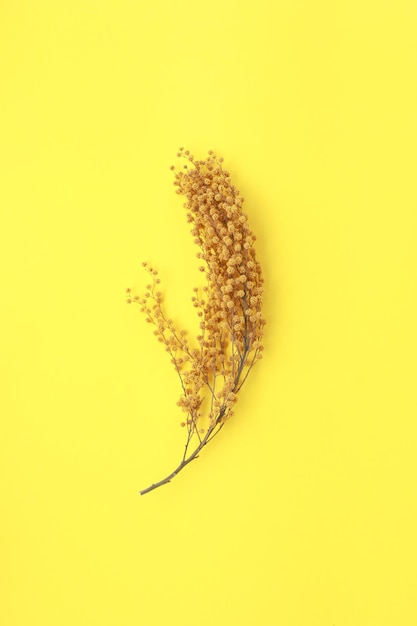 Dry bouquet of mimosa flowers isolated on yellow background 8 march copy space